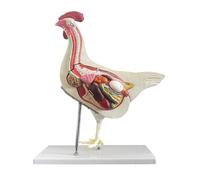 JNMFTD Modelo de anatomía de pollo, tamaño real, 5 partes, anatómico, extraíble, estómago, hígado, intestino, órgano, esqueleto, con manual del producto, tarjeta digital para formación médica y