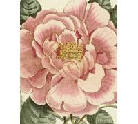 John Derian Picture Book II /anglais: 2