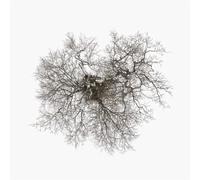 John Metcalfe - Tree [Vinilo]