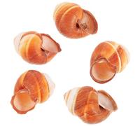JOINPAYA 5piezas Conchas De Caracol Naturales para Hornear Al Estilo Francés Conchas para Cocinar Decorativas para Servir Eventos