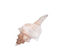 JOINPAYA Conchas Marinas Naturales, Decoración de Caracolas, Relleno de Jarrón para Flores, Material Concha, para Pecera y Jarrón, Manualidades y Eventos