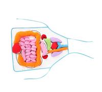 JOINPAYA Delantal Educativo con Patrón de Órganos Humanos Modelo Anatómico para Enseñanza Preescolar Herramienta Didáctica para Aprendizaje Temprano de Fisiología Humana