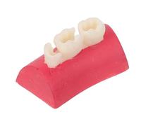 JOINPAYA Dental para Práctica de Técnicas Odontológicas Plástico Duradero, Mantenimiento Sencillo, Adecuado para Educación en Aula y Formación Avanzada