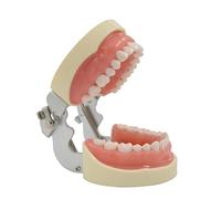 jojobasec 32 dientes de tipodonte, modelo de dientes extraíbles, modelo de enseñanza, estudio, modelo de demostración de Typodont para práctica docente