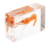 jojofuny Espécimen de Camarón en Resina Decorativo, Artesanía Ligera y Portátil para Educación y Enseñanza Diseño Creativo y Acabado Bien Elaborado