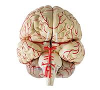 Jojomis Modelo de anatomía cerebral, herramienta de enseñanza profesional, modelo de cerebro para la educación