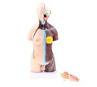 Jojomis Modelo de anatomía del cuerpo humano, ilustración, ciencia, torso, aprendizaje