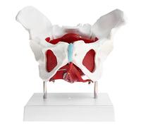 Jojomis Modelo de órgano, modelo de pelvis femenina extraíble, modelo de anatomía, fisiología