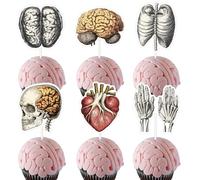 Jollyboom Decoración de fiesta de anatomía humana, 36 piezas con temática del cuerpo humano, decoración de pastel de doble cara para anatomía, médico, enfermera, cumpleaños, graduación