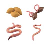 Jomewory Ciclo Vida | Modelos Crecimiento Animal,Decoración Escritorio, Suministros para Fiestas, Adornos para Tartas, Juguetes Desarrollo Aprendizaje para niños, niñas