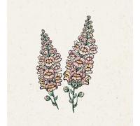 Jora Dahl Boca de Dragón "Costa Apricot" Antirrhinum Majus - 1 paq.