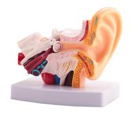 Joselin el 1,5 veces modelo de anatomía del oído humano Muestra la estructura de órganos de los oídos centrales y externos