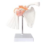 Joselin Modelo anatómico de articulación del hombro, esqueleto anatómico, modelo de banda de hombro del cuerpo humano, fácil instalación