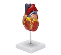 Josenidny Modelo de Corazón Humano 1: 1,Modelo Cardíaco Anatómicamente Preciso Anatomía Esqueleto De Tamaño para Modelo De Enseñanza De Visualización de Clase de Ciencias