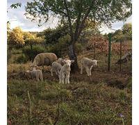 Josephine Foster - No Harm Done [Vinilo]