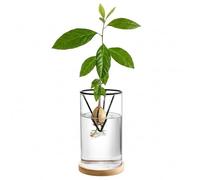 Joygoodta Florero pequeño para iniciar Semillas de Aguacate, Kit de Cultivo de árbol de Aguacate Transparente con Base de Madera, Maceta de Vidrio para decoración de Mesa de Oficina en casa