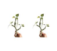 JSGHGDF Vid artificial de escalada para mascotas, reptiles, terrarios, accesorios de paisaje, rama de resina para decoración de peceras, decoración de acuarios, 2 unidades