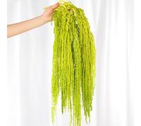 Jtoder 5 flores secas de amaranto colgantes, flores preservadas naturales para arco de boda, exposición, lágrimas colgantes de pared, arreglos florales, decoración del hogar (verde claro, 24 pulgadas)