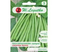 Judía verde enana de vaina verde Cropper Teepee - mediana. Temprana.