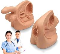 Juego de 2 modelos de catéter urinario para enseñanza clínica y entrenamiento práctico de anatomía masculina y femenina