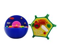 Juego de 2 modelos de células animales y vegetales, ayuda de enseñanza de biología anatómica para demostraciones de laboratorio en el aula, modelo celular desmontable