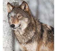 Juego de 20 servilletas con diseño de lobo sobre abedules/animales (33 x 33 cm)