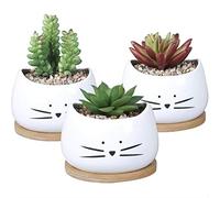 Juego de 3 macetas pequeñas de cactus gato + 3 tazas de madera, cubierta de maceta, jardinera, plantas grasas, cactus, planta verde, oficina de un colega, alféizar de ventana exterior e interior