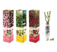 Juego de 3 o 4 rosas trepadoras: 2 Paul s Scarlet 1 Golden Rain y 1 Parade / 4