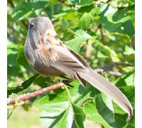 Juego de 4 piezas de pájaros artificiales de plumas de gorrión vívidas con clip, decoración de jardín para árbol, adornos para patio exterior, color aleatorio