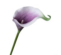 Juego de 5 piezas de ramo de calas artificiales, decoración floral PVE realista para sala de estar, dormitorio o decoración del hogar de boda (morado poco profundo)