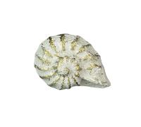 Juego de 6 tiradores de caj n Zeckos de hierro fundido con acabado blanco antiguo r stico en forma de concha de nautilus, de 5 cm de largo, con d