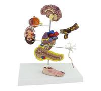 Juego de 8 piezas de modelo de anatomía humana para mejorar la comunicación médico-paciente y la educación fisiológica
