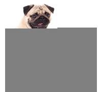 Juego De Dentición De Cachorro Duradera - Juego De Masticación Efilable con Diseño De Frutas, Ayuda De Alivio Congelado para Las Encívas De Perros, No Tóxico Suave para Labrador, Collie,