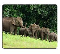 Juego de Goma Natural Mousepad Hermosa Familia de Elefante asiático Elephas Maximus en el Parque Nacional de Khao Yai en Tailandia (Mouse Pad/Gaming Mouse Pad)