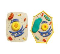 Juego de modelado de estructura celular de madera, textura de madera para educación en biología, aprendizaje práctico con componentes de arcilla desmontable, suministros de enseñanza de laboratorio de