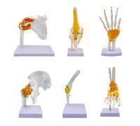 Juego de modelo de anatomía de articulaciones humanas, conjunto de modelo de articulación de hombro, rodilla, cadera, codo, modelo de esqueleto humano con base para educación médica, entrenamiento y