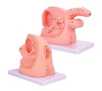 Juego de modelos de anatomía de cateterismo, modelos masculinos y femeninos para enseñar anatomía genital interna y externa y molde de catéter urinario