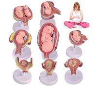 Juego de modelos de desarrollo embrionario, 8 modelos de anatomía del embarazo extraíbles para educación médica y enseñanza de obstetricia