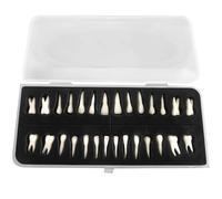 Juego de modelos de entrenamiento dental de 28 piezas, dientes numerados realistas, dientes de resina para estudio, incluye caja portátil
