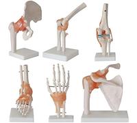 Juego de modelos de esqueleto de articulación humana de tamaño natural, 6 piezas