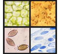 Juego de portaobjetos de microscopio preparados para niños, 30 o 50 piezas de diapositivas de vidrio (25 mm x 75 mm x 1 mm) con muestras biológicas para edades de 8 a 12 años, compatible con
