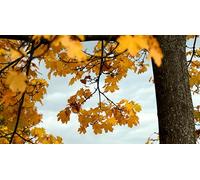 Juego de Rompecabezas de 3000 Piezas para Adultos: Hojas de otoño relajación, meditación y Juegos educativos (Mayores de 14 años)