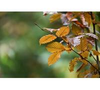 Juego de Rompecabezas de 6000 Piezas para Adultos, Ideal para Relajarse, meditar y Aprender.