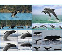Juego de tarjetas postales lenticulares con imágenes de cambio y tarjetas con fondo: "Animales marinos" (4 tarjetas postales de delfines, cachalote, ballena y orca (orca negra)