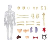 Juguetes De Anatomía Para | Modelo Científico Del Cuerpo Humano Para - Figura Educativa Interactiva Educativa Esqueleto Juguete Educativo para Estudio Escolar Hogar Aprendizaje