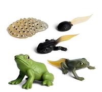 Juguetes del Ciclo de Vida de los Insectos: PVC, Modelo de Crecimiento de Ranas de 5 etapas de Vida, aprenda conocimientos biológicos | Kit de Juguetes de Rana renacuajo para educación temprana