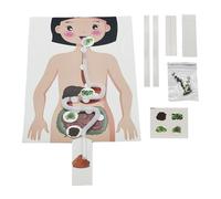 Juguetes Modelo Del Digestivo - Conjunto De Modelos De Anatomía Humana Segura | Kits Y Juguetes De Ciencias Educativas | Herramienta De Visualización De Aprendizaje En El Aula Para Enseñar A E