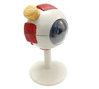 JUJNE 3Times Ojo Humano Modelo Bola Figurita Aumento PVC Ojo Humano Modelo Estudio Anatómico Herramienta Laboratorio Suministros Ampliado