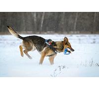 Julius-K9, Mordedor del algodón/nylon para perros, 30 x 3 cm, exterior cosido, 2 manijas