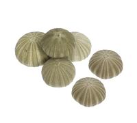 JUMPLAWN 6piezas Natural Sea Urchins Shells Hanging Air Plants Holder Pot Decor Conch Shells Beach Seashells Ornaments for Home Wedding DIY Craft